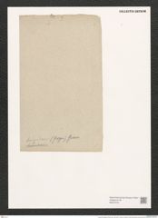 Encyonema turgidum (Greg.) Grun. (de-Toni-Nr.: Genus 34, Species 1490) Zeichnungen Sammlung Grunow (NHMW-BOT-W0370191)